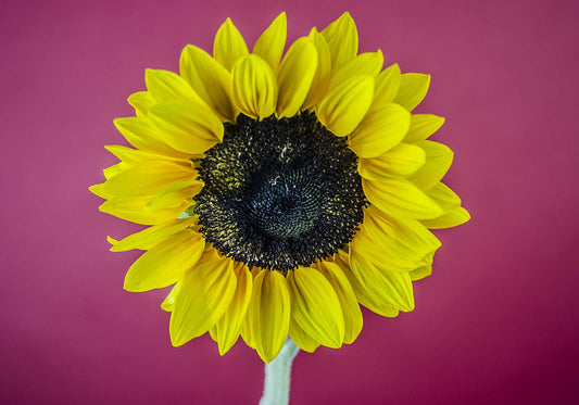 Girasole su sfondo fuzia  poster d'autore