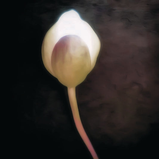 Illuminated flower author poster