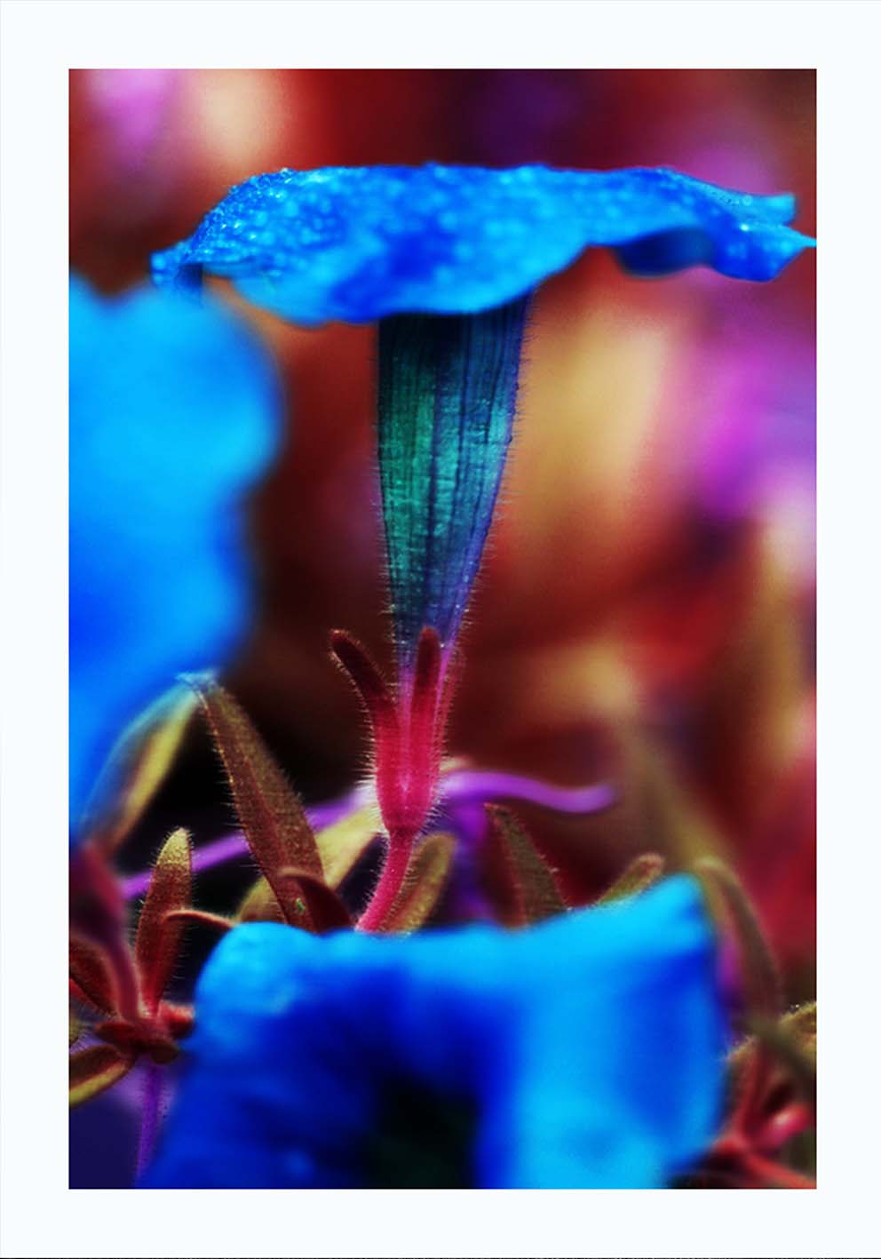 Fiore blu poster fotografico