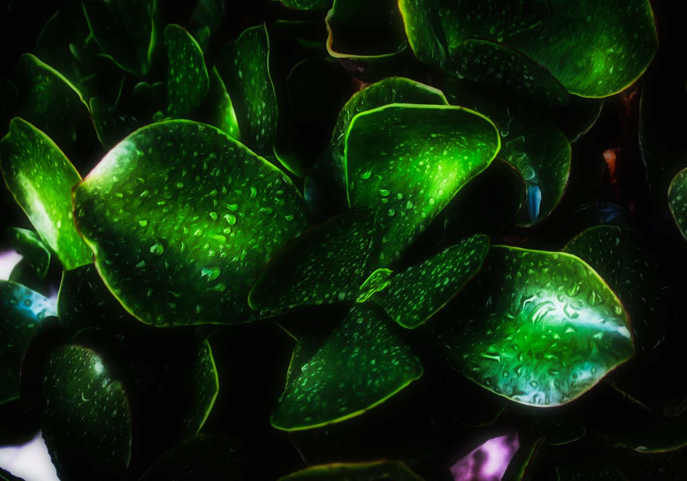 green leaves author poster