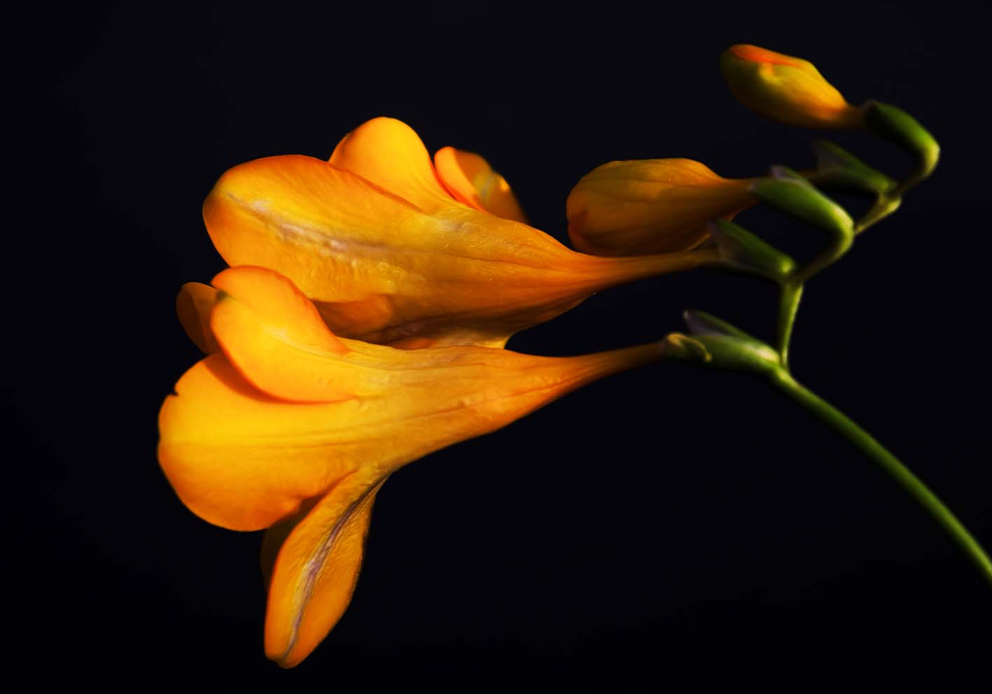 Fiori e boccioli poster d'autore