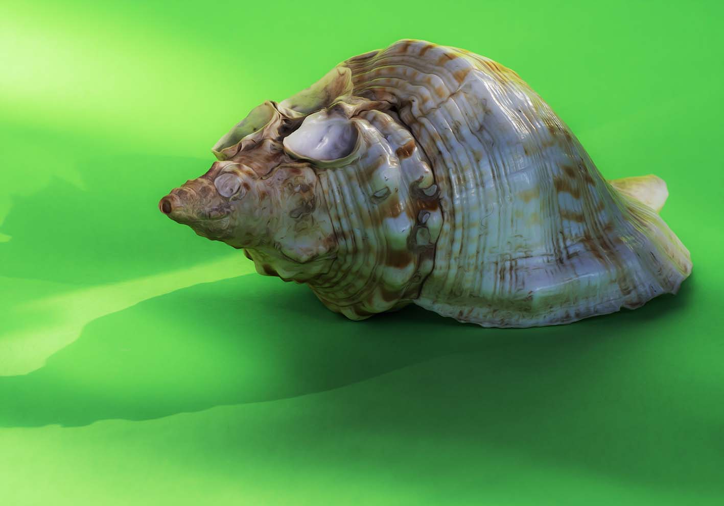 Gli occhi della conchiglia poster d'autore