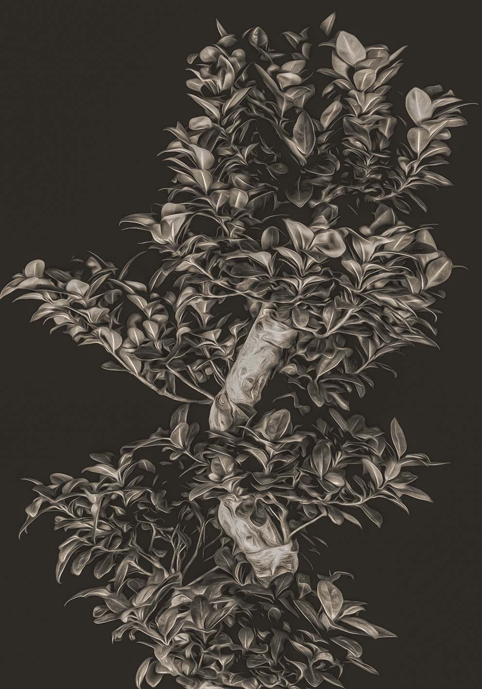 Bonsai di notte poster fotografico