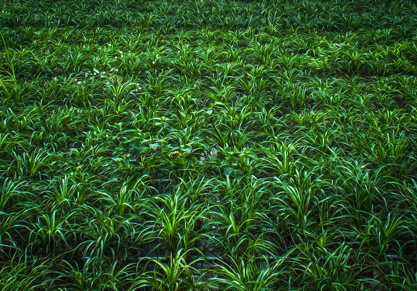green poster d'autore