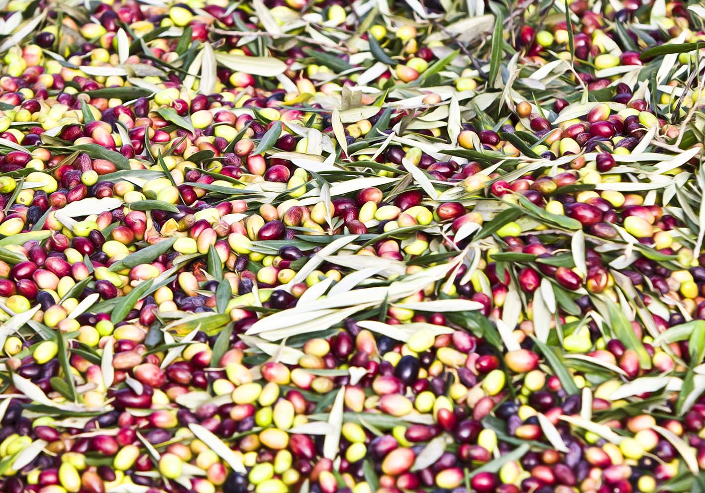 Olive poster d'autore