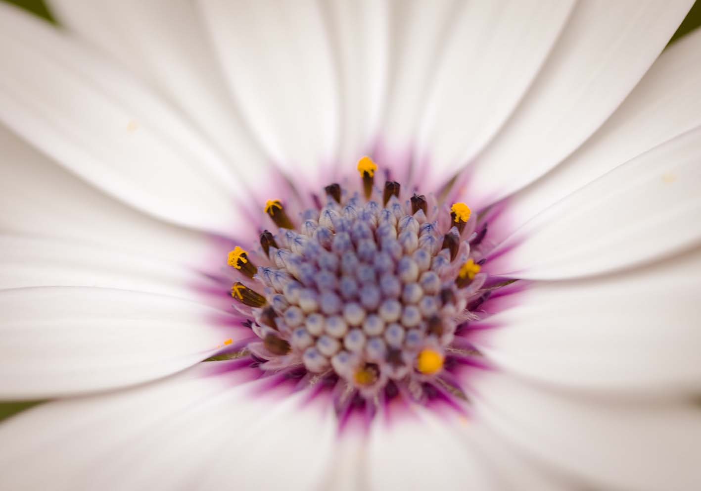 Teneri petali poster d'autore