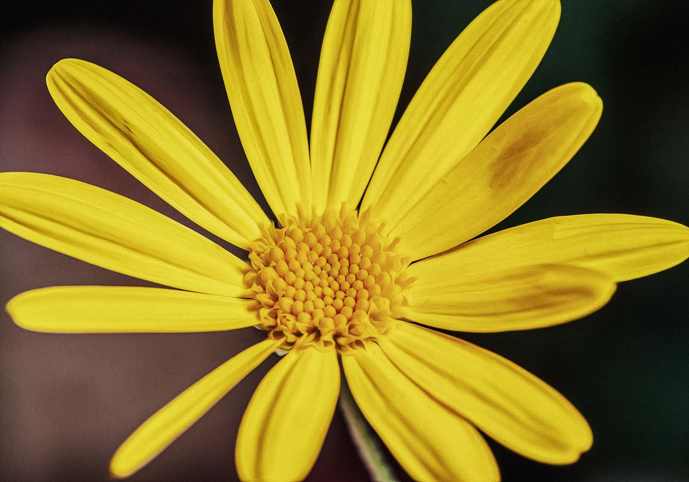 Margherita gialla poster d'autore