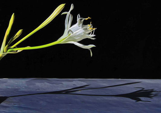 Giglio di mare sfondo nero poster d'autore