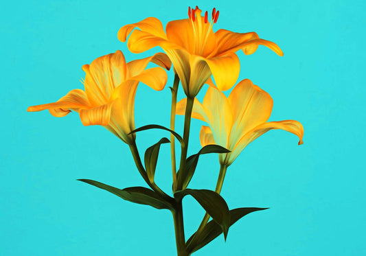 Giglio su sfondo azzurro poster d'autore