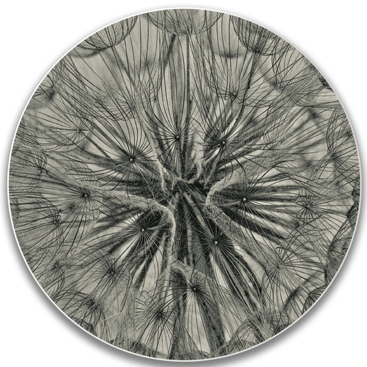 Dandelion Decorative Wall Plate