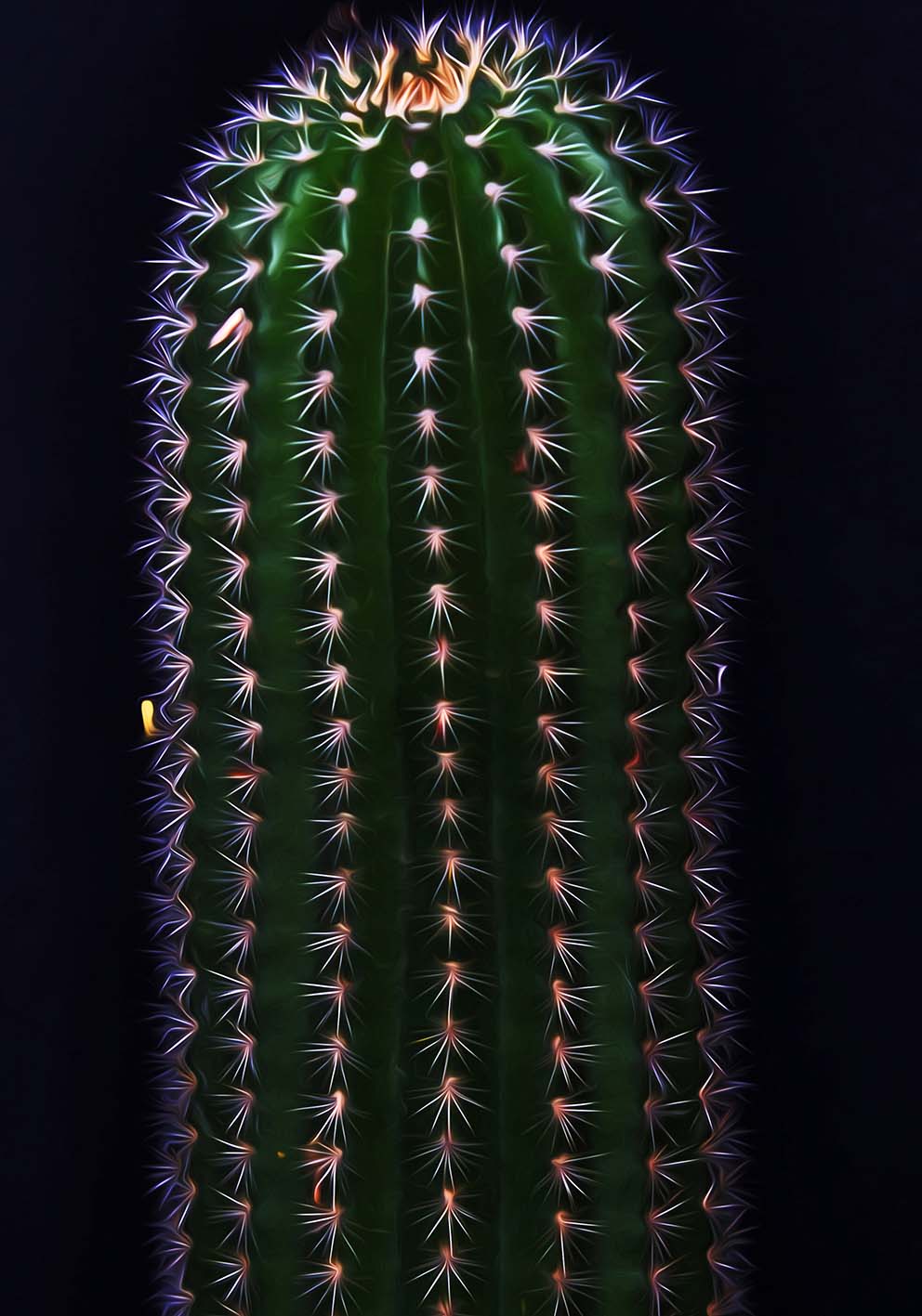 Cactus poster d'autore