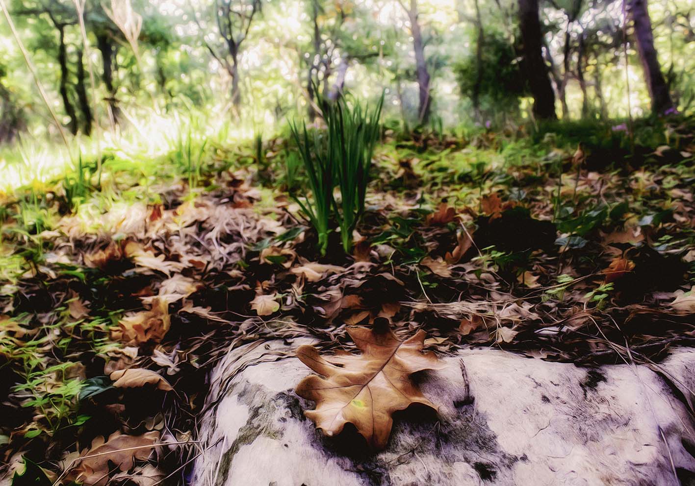 Foglie nel bosco murgese poster e quadro d'autore