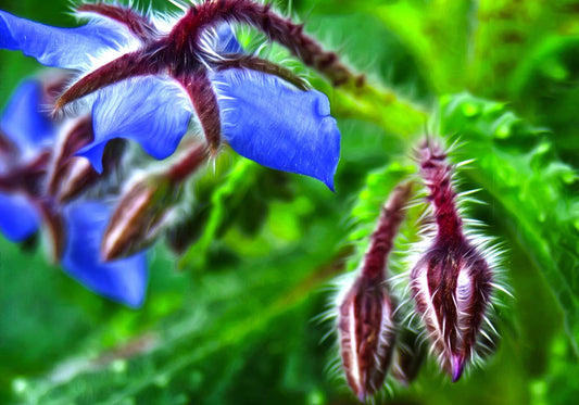 Fiori di spine poster d'autore