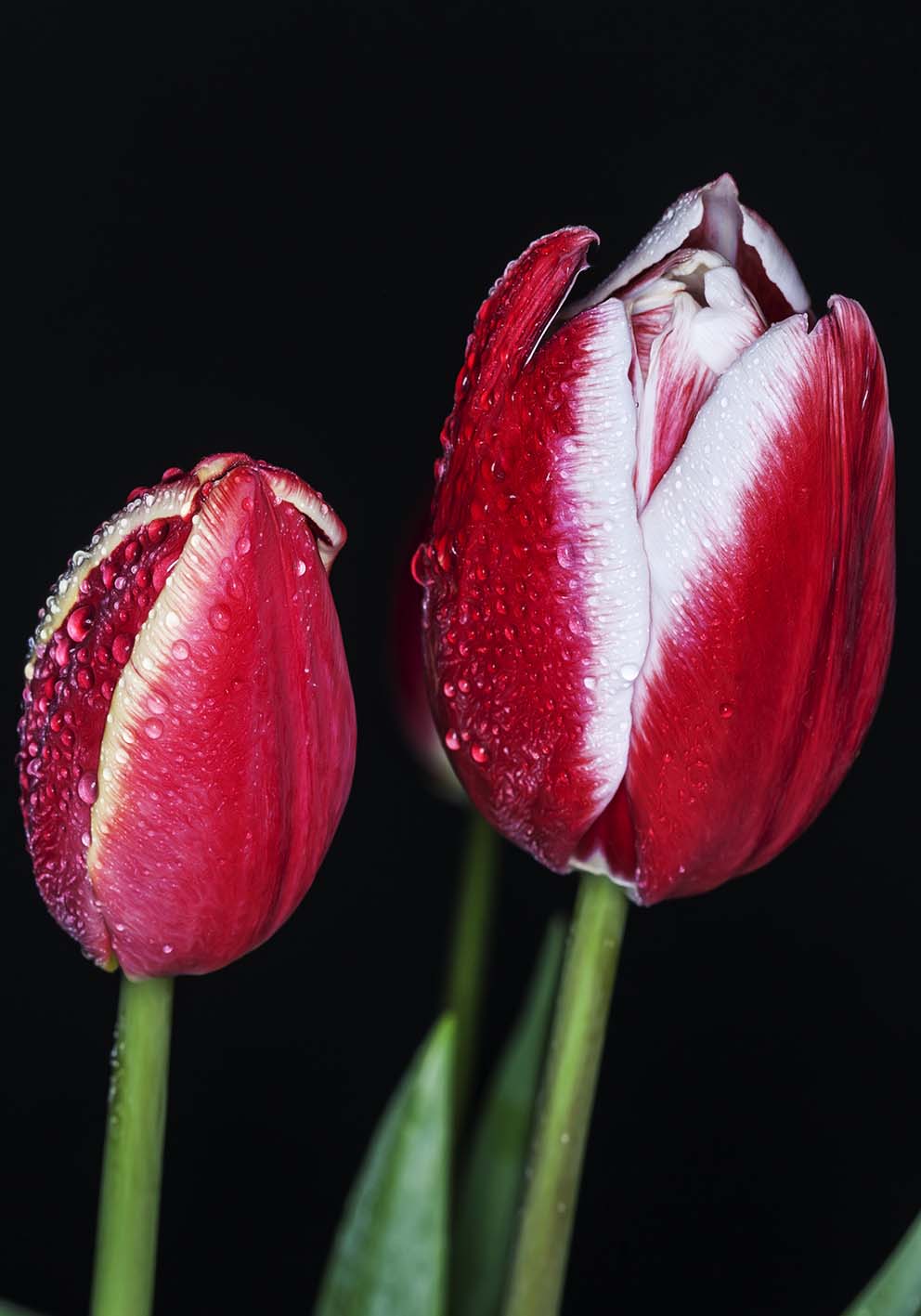 Tulipani