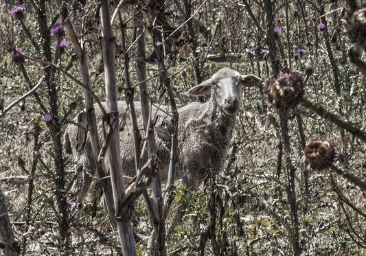 Sheep among the thistles author's poster