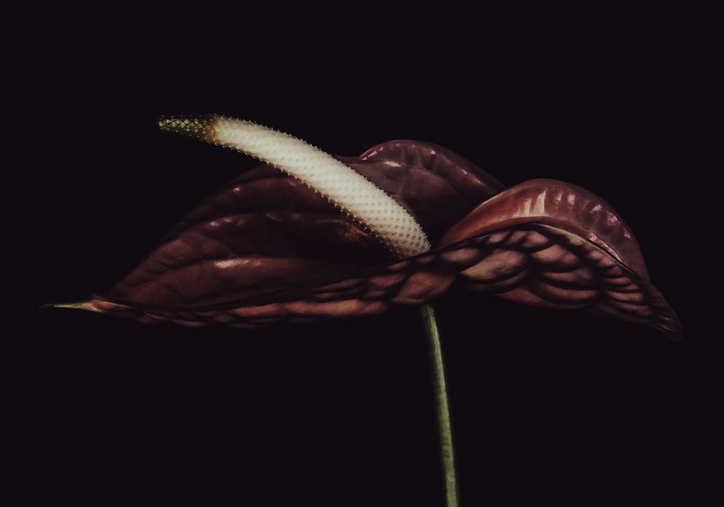 Anthurium rosso  poster d'autore