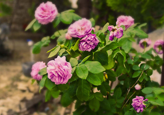The roses are blooming author's poster