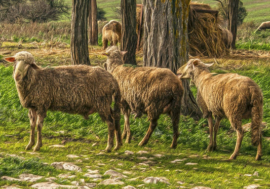 Free sheep author poster