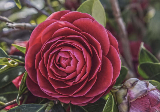 Rosa Queen Author Poster