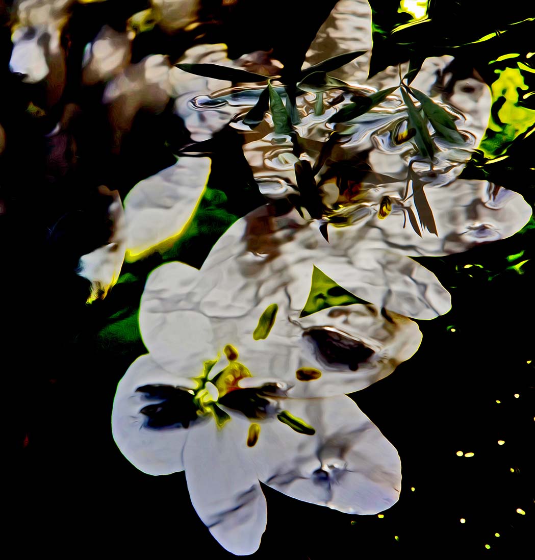 Fiori nell'acqua poster d'autore