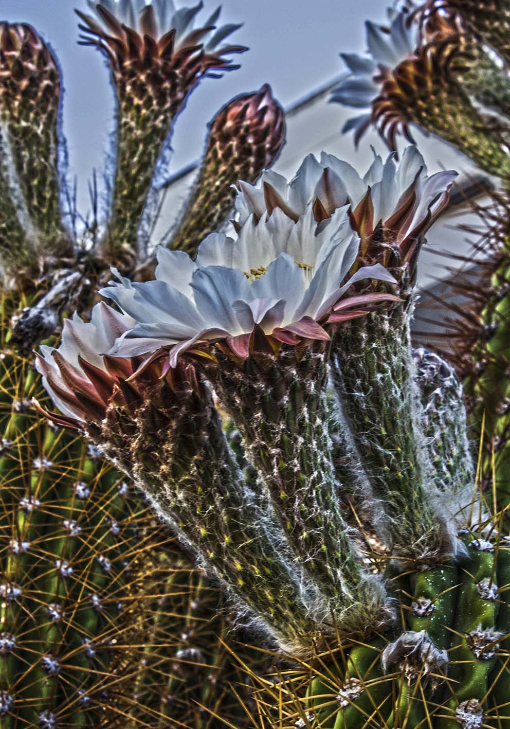 Cactus fiorito poster fotografico