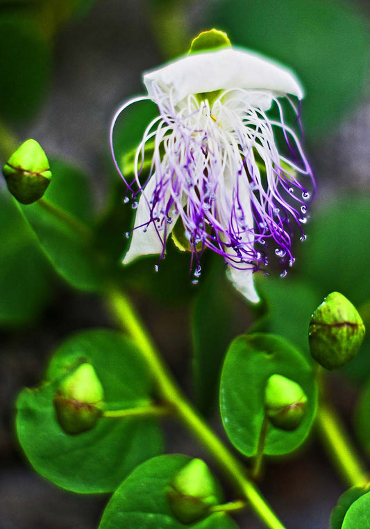 fiore di cappero viola  poster fotografico