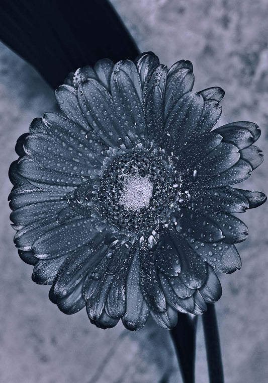 Gerbera black & white poster fotografico