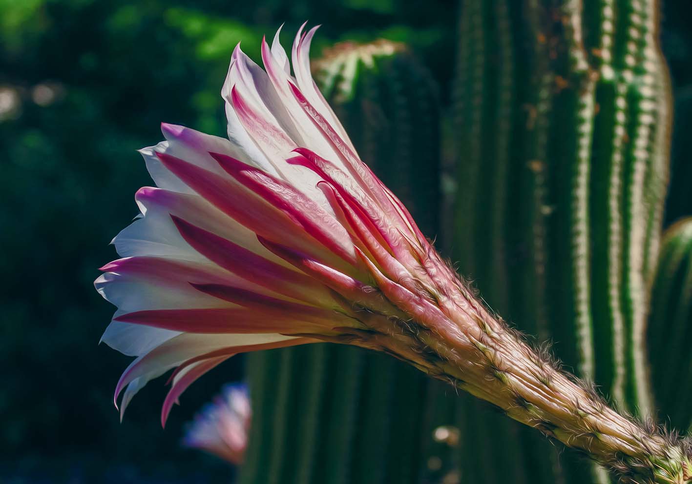 Fiore di cactus poster d'autore