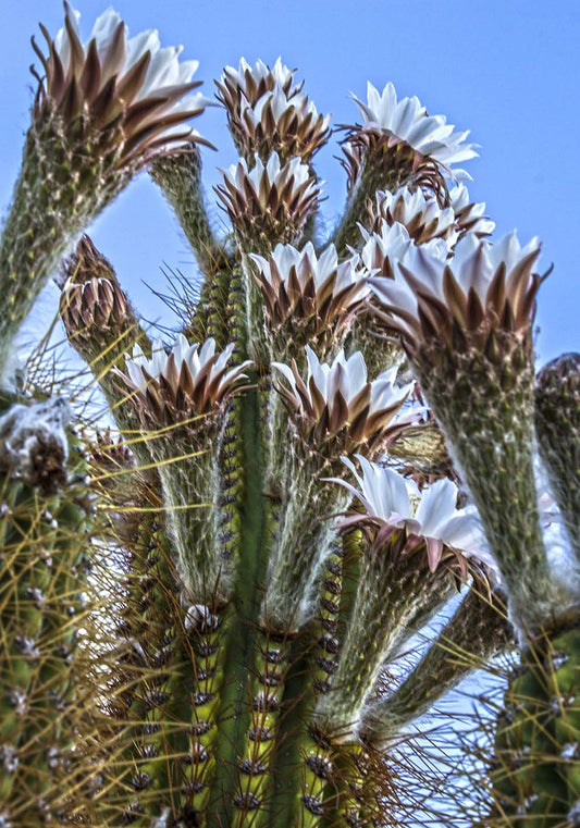 Cactus verso il cielo poster fotografico