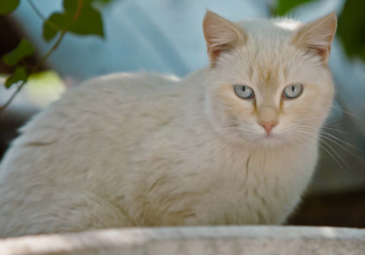 Il gatto bianco  poster d'autore