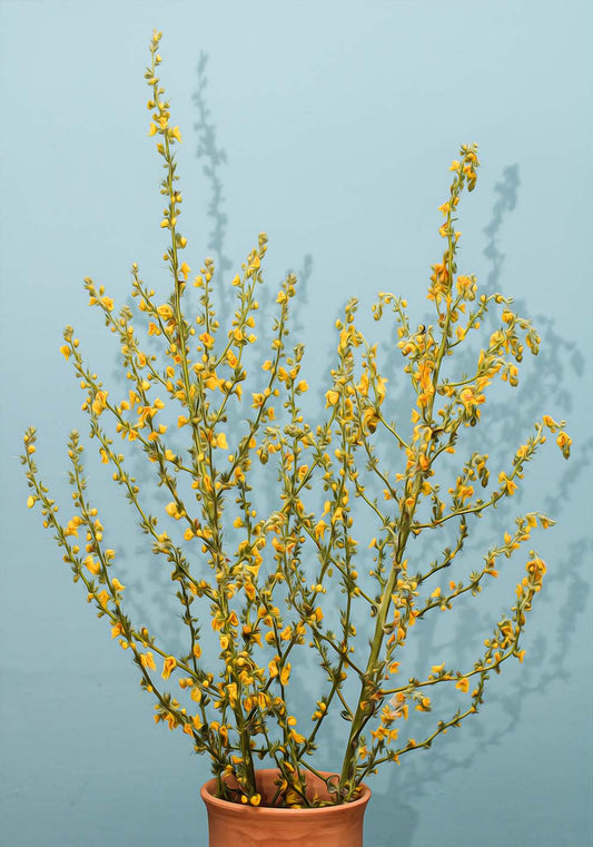 Fiori di campo in vaso poster fotografico