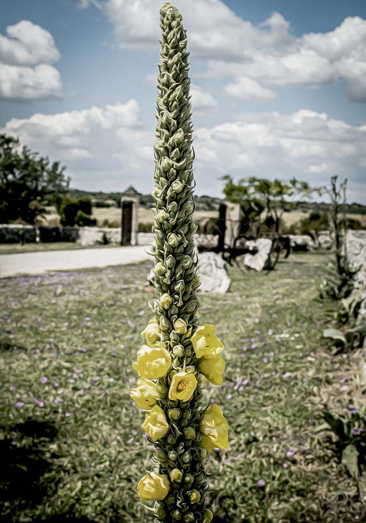 Fiore murgiano poster fotografico