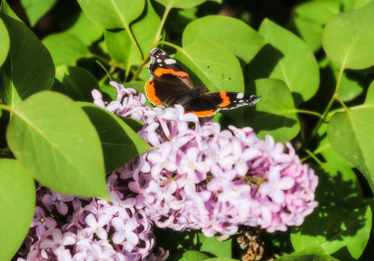 butterfly  poster d'autore