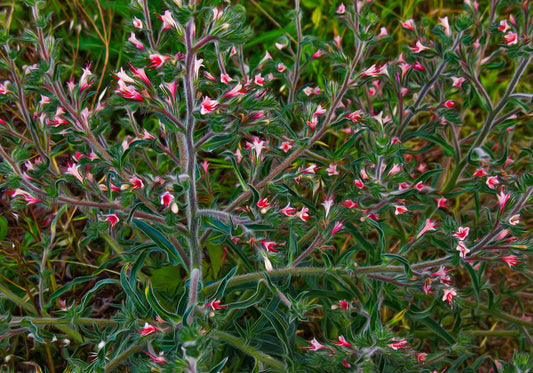 bouquet astratto poster d'autore