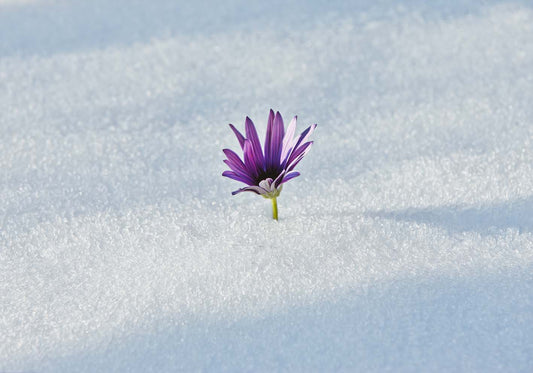 Fiore nella neve poster d'autore