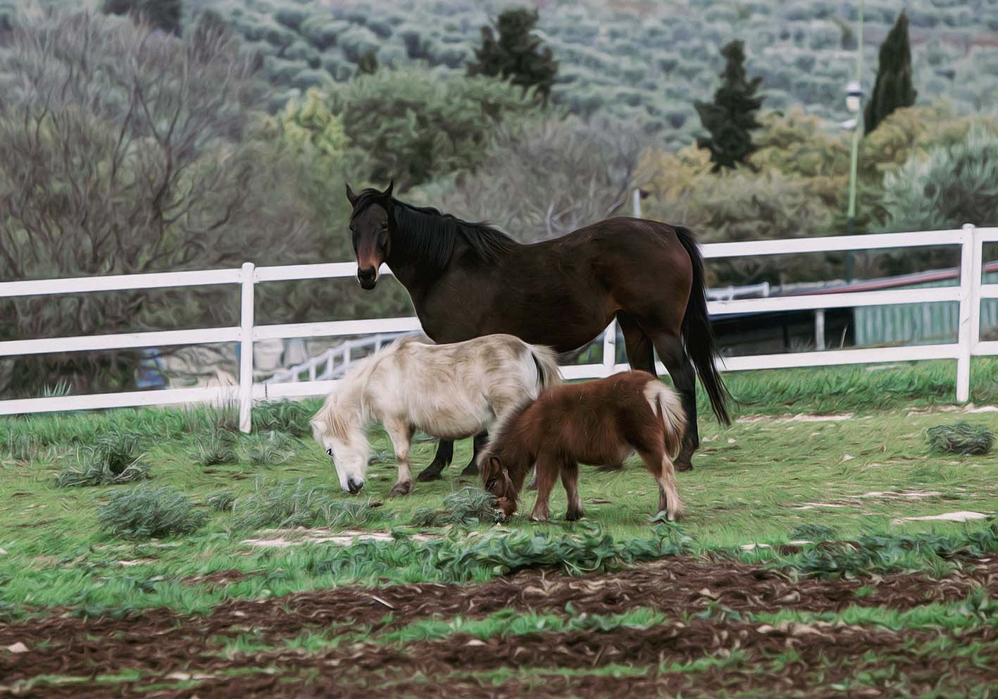 I pony e il cavallo  poster d'autore