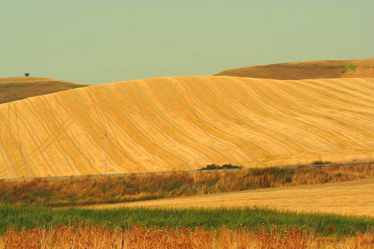 Gialle colline   poster d'autore