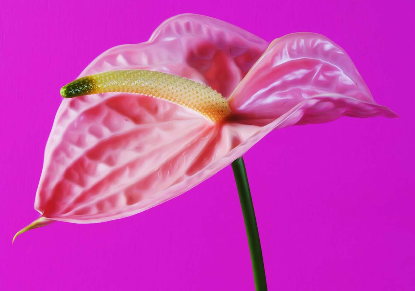 Anthurium rosa poster d'autore