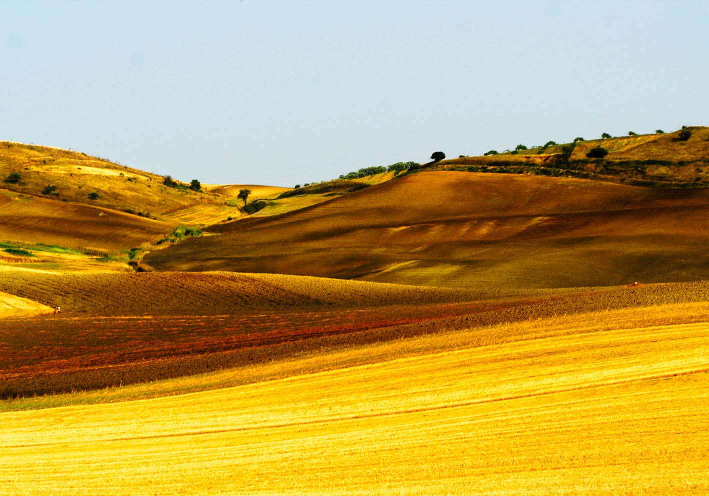 Colline gialle poster d'autore