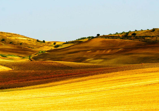 Colline gialle poster d'autore