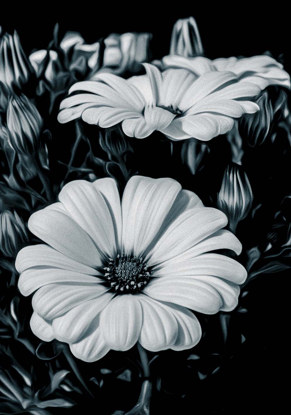 Fiori di primavera black& white